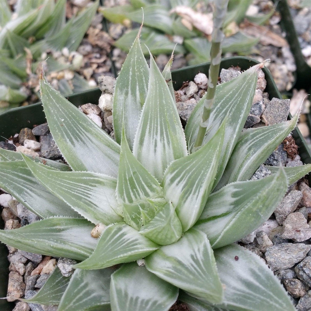 Haworthia " White Ghost "