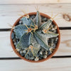 DIY Cactus terracotta 3.5" pot kit