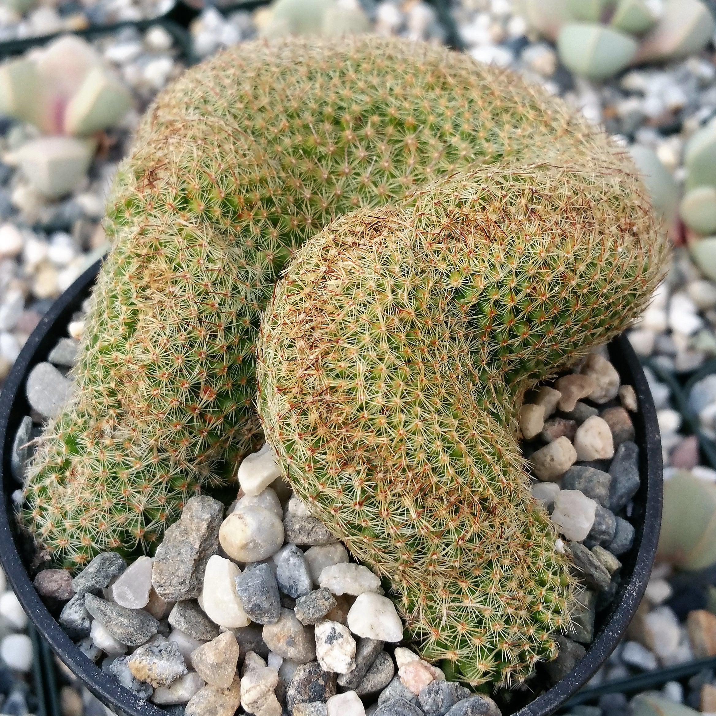 Mammillaria matudae cristata