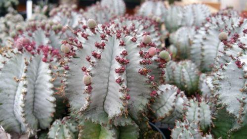 Euphorbia horrida hybrid