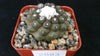 Copiapoa hypogaea barquitensis