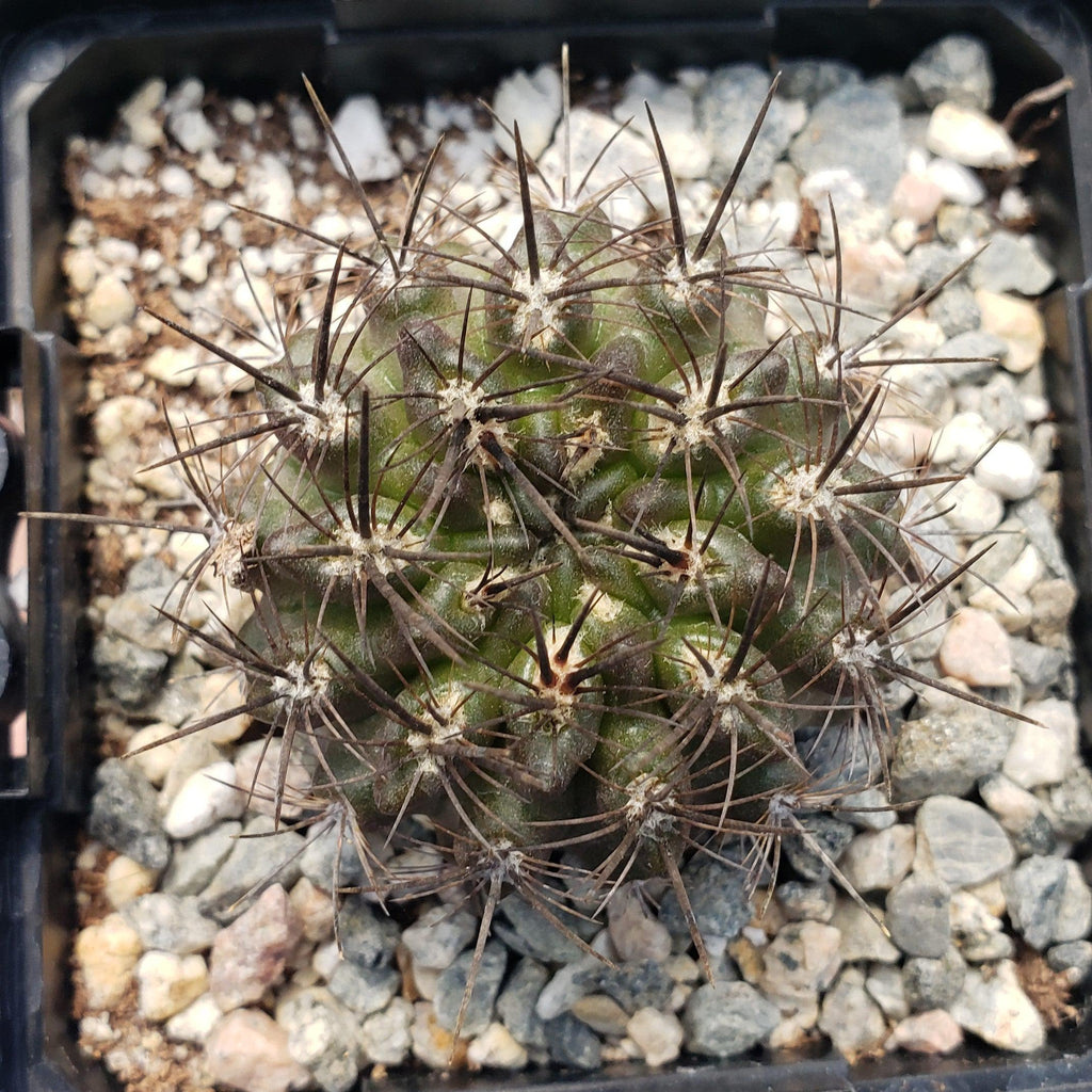 Neoporteria Violaciflora