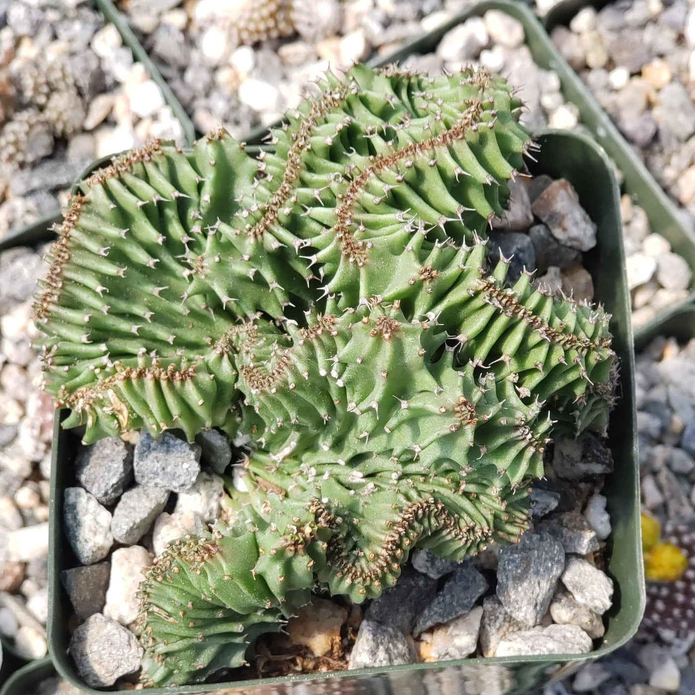 Euphorbia ammak crest