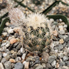 Echinocereus Fitchii