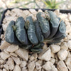 Haworthia Truncata