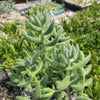 Crassula mesembryanthemoides hispida