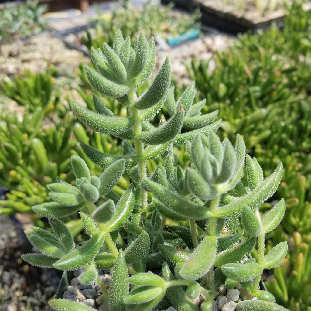 Crassula mesembryanthemoides hispida