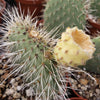 Opuntia pilifera