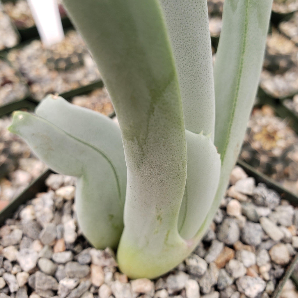 Cheiridopsis cigarettifera