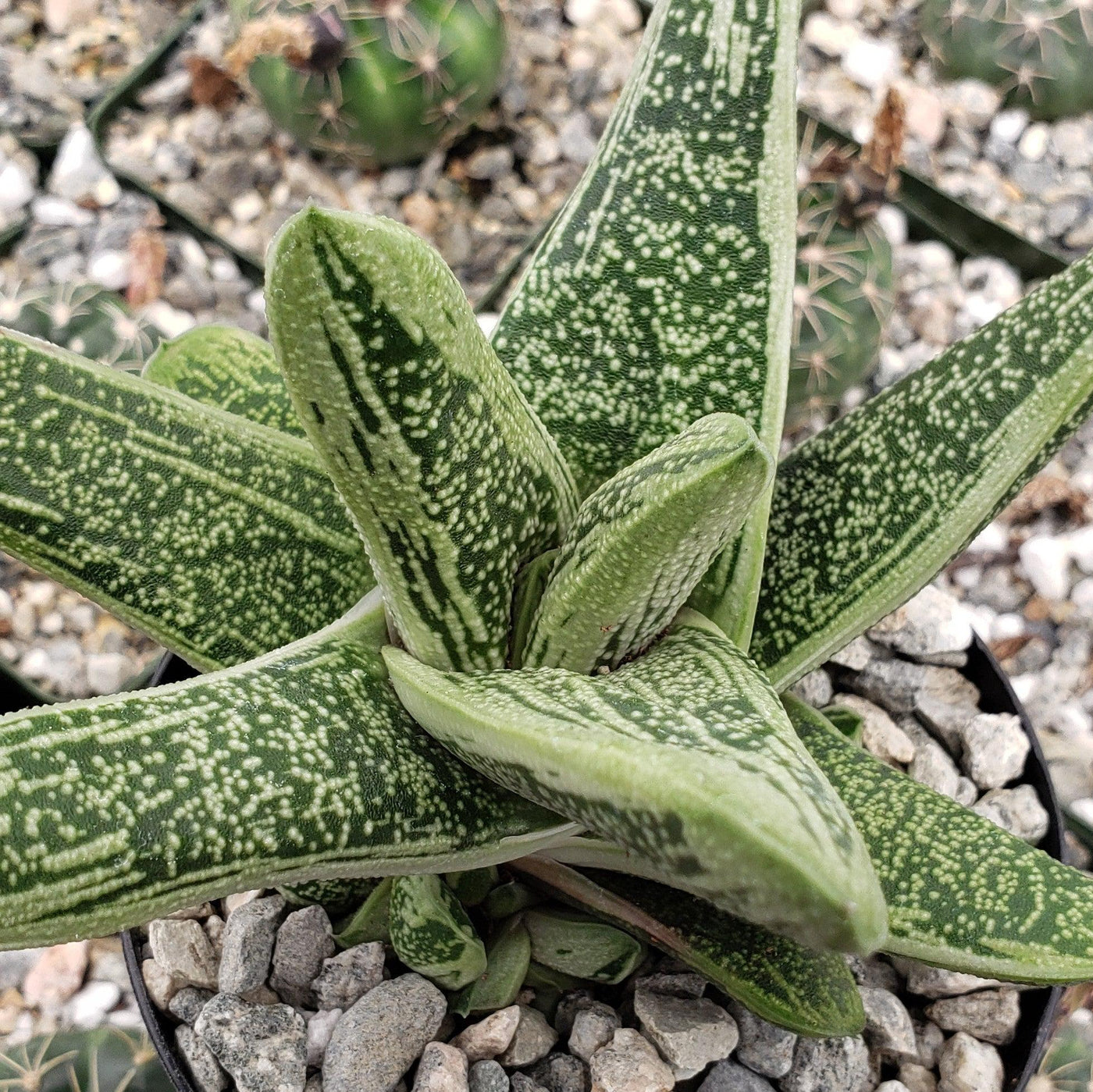 warty succulent Gasteria Little Warty