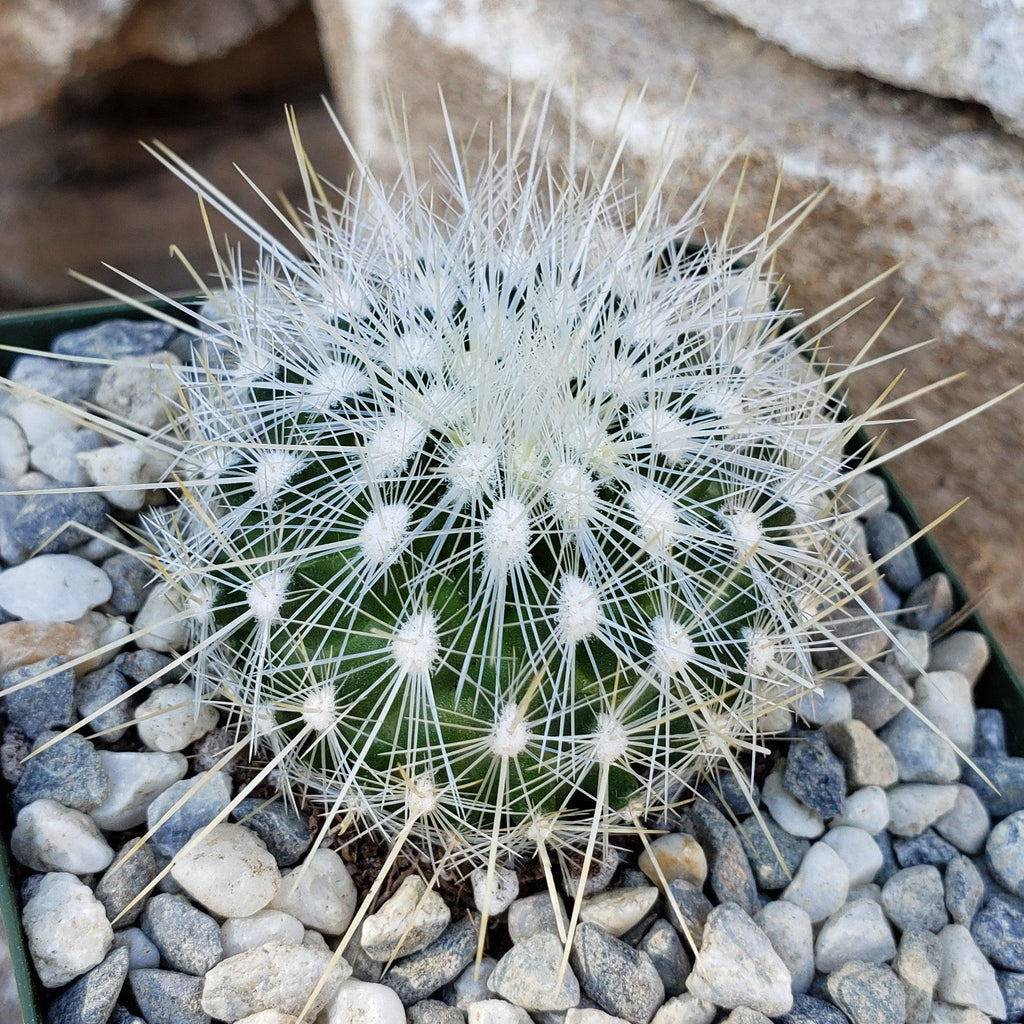 Thelocactus macdowellii