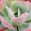 Echeveria Blue Sky