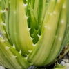 Golden Toothed Aloe - Aloe nobilis variegata