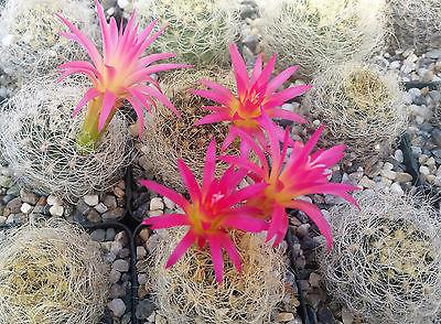 Neoporteria nidus senilis