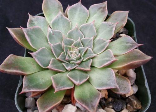 tacitus bellus succulent Graptopetalum tacitus bellus super star 6" Pot