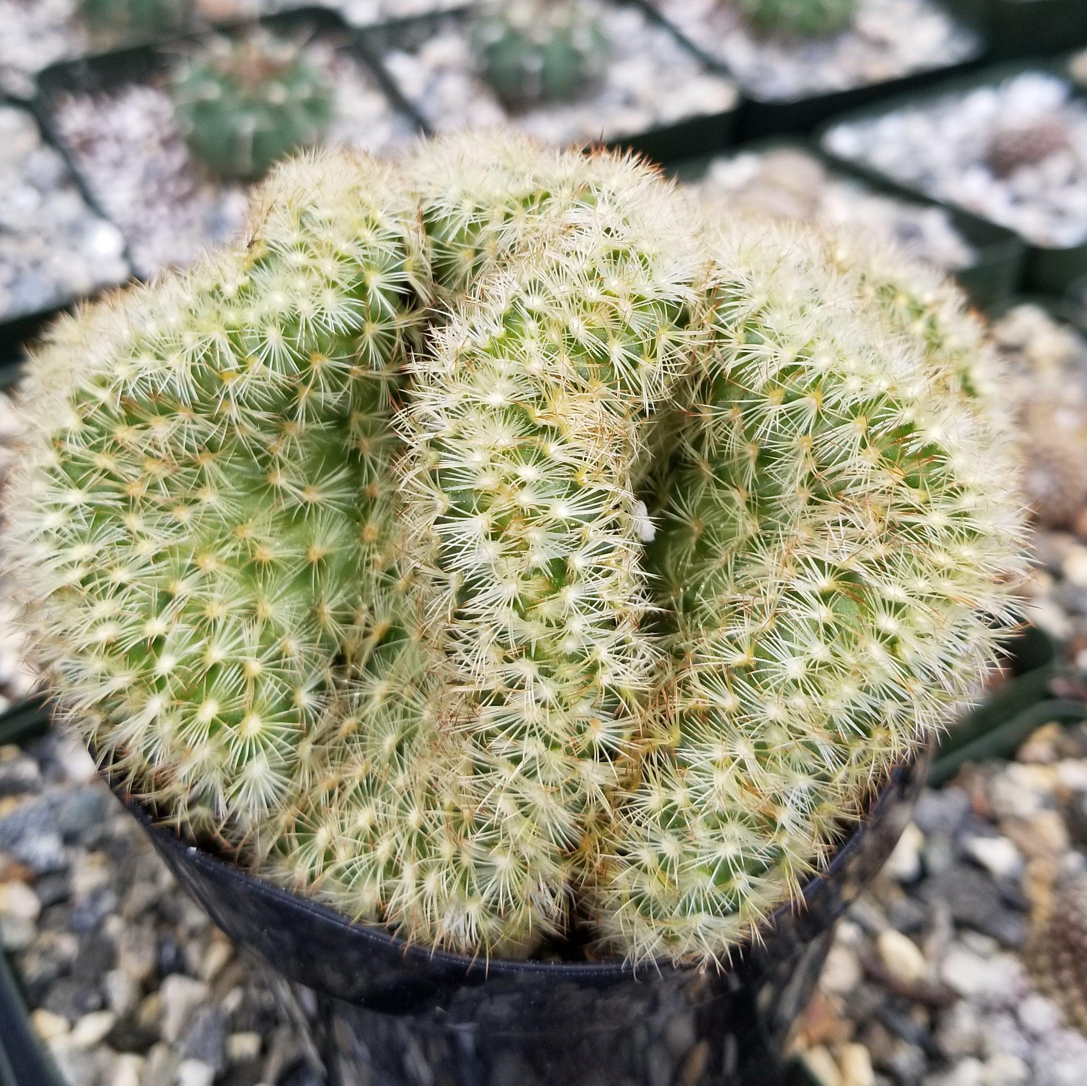 Brain Cactus - Mammillaria Elongata Cristata