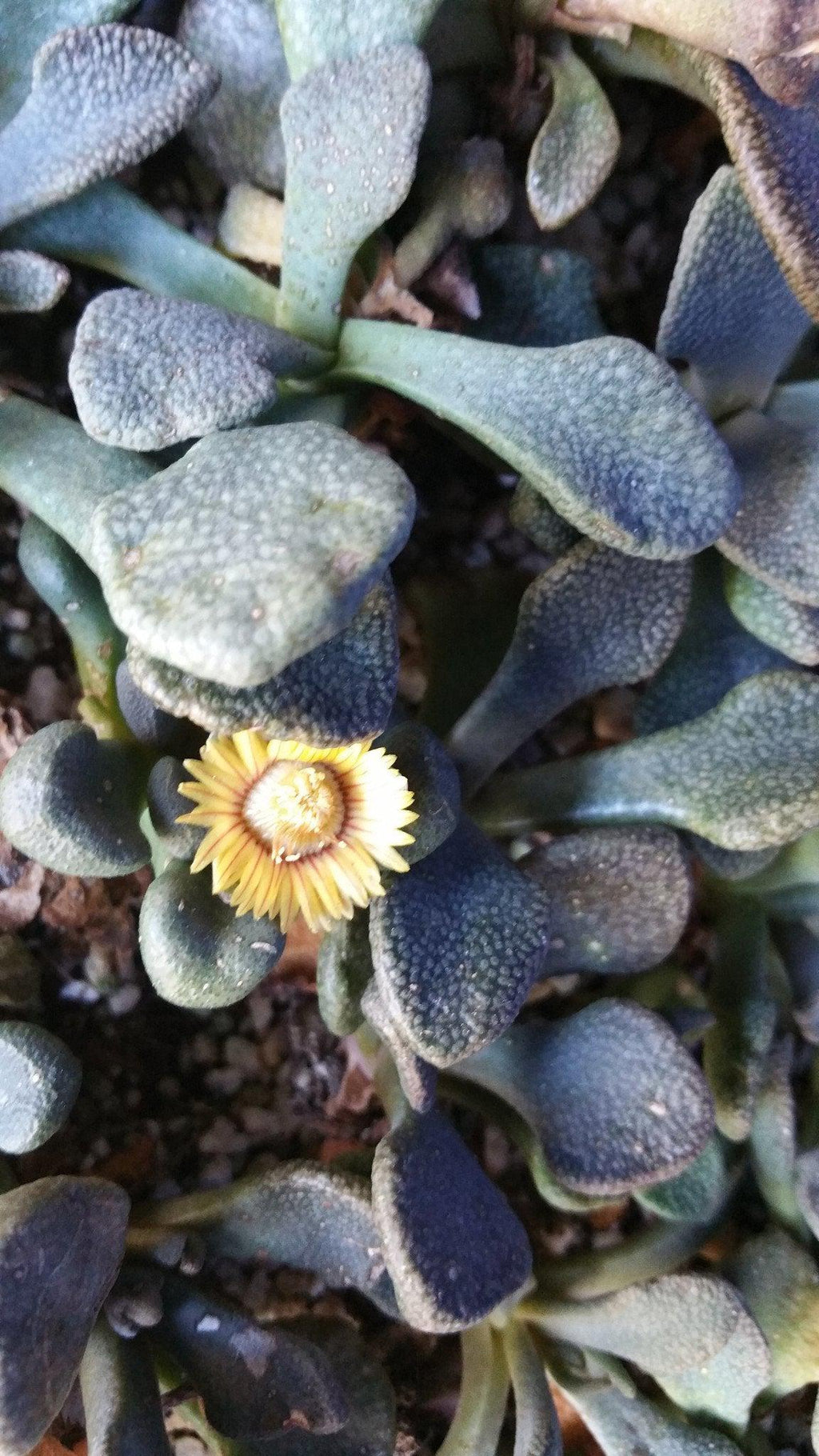 Titanopsis fulleri