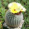 Notocactus or Parodia scopa