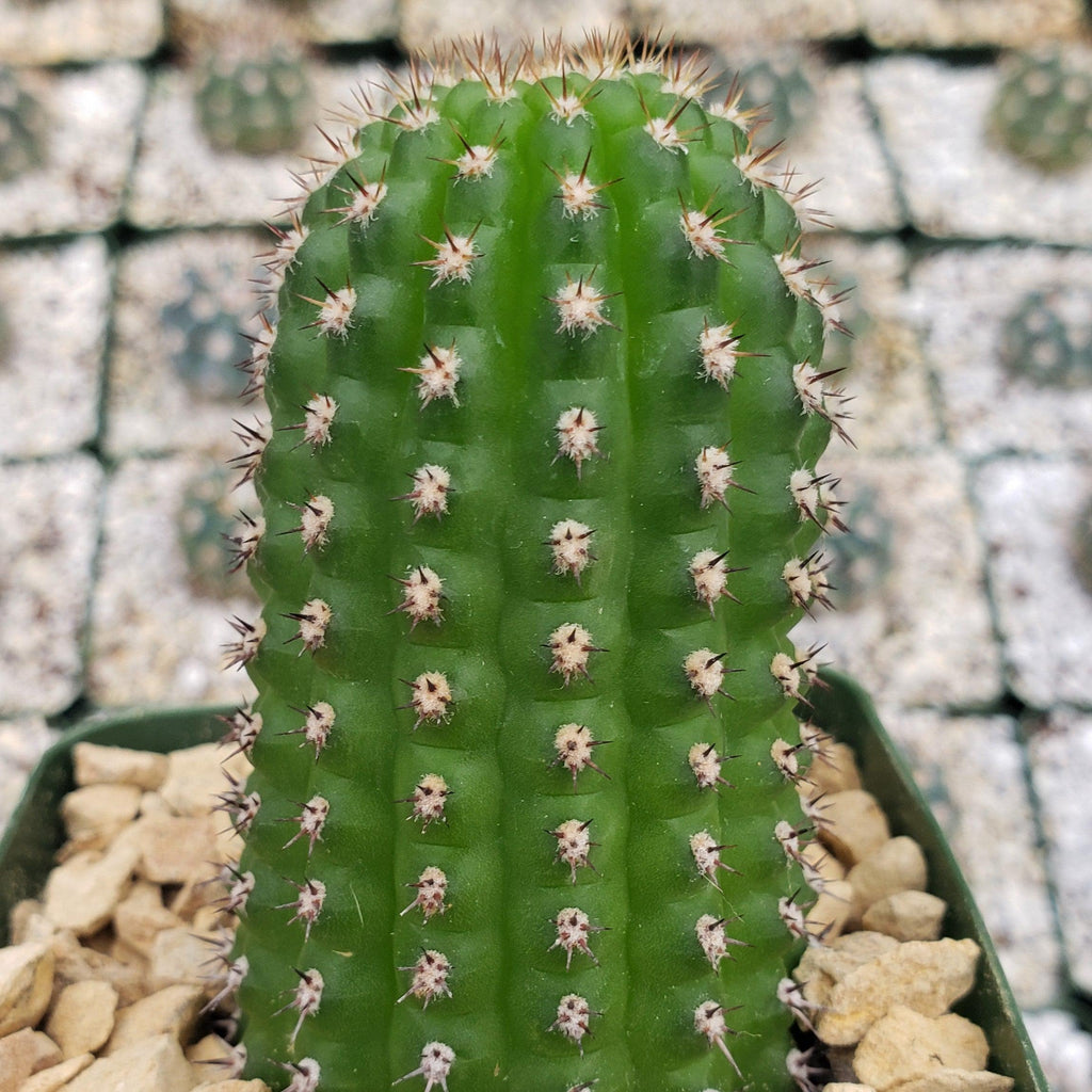 Indian Comb Cactus ‘Trichocereus brevispinulosus’