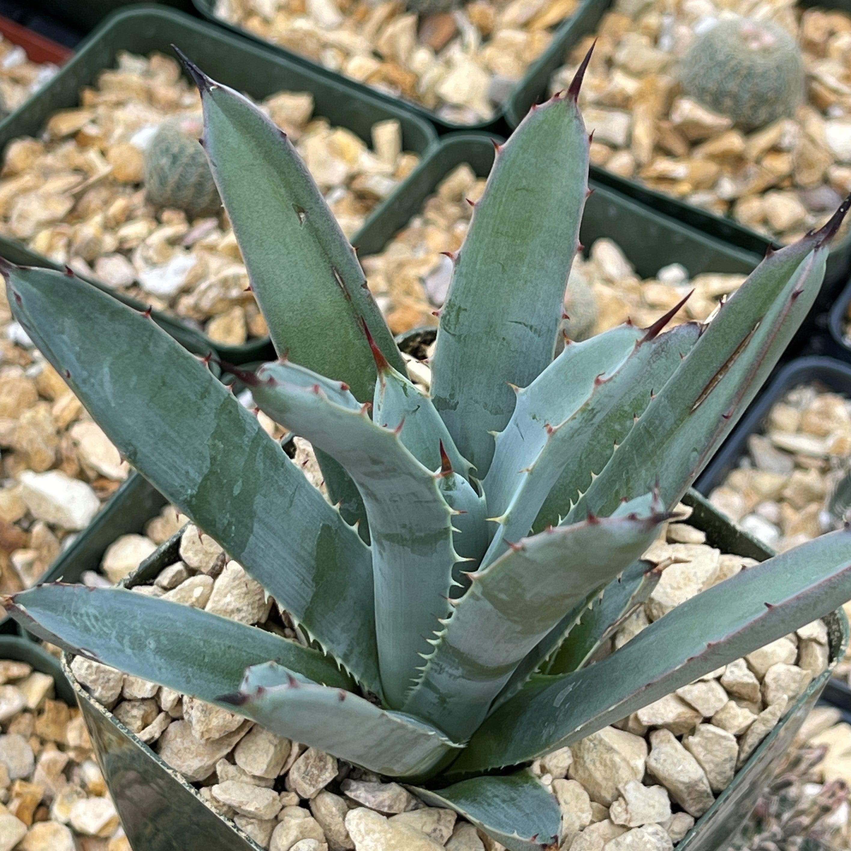 Agave macroacantha