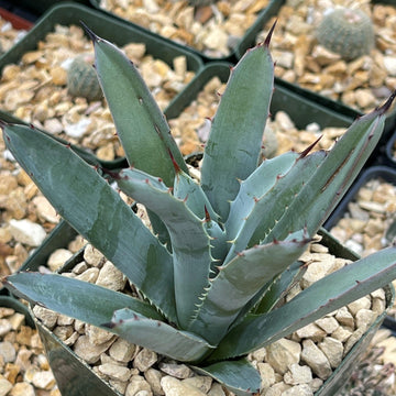Evergreen Agave Macroacantha | Premium Quality | Planet Desert