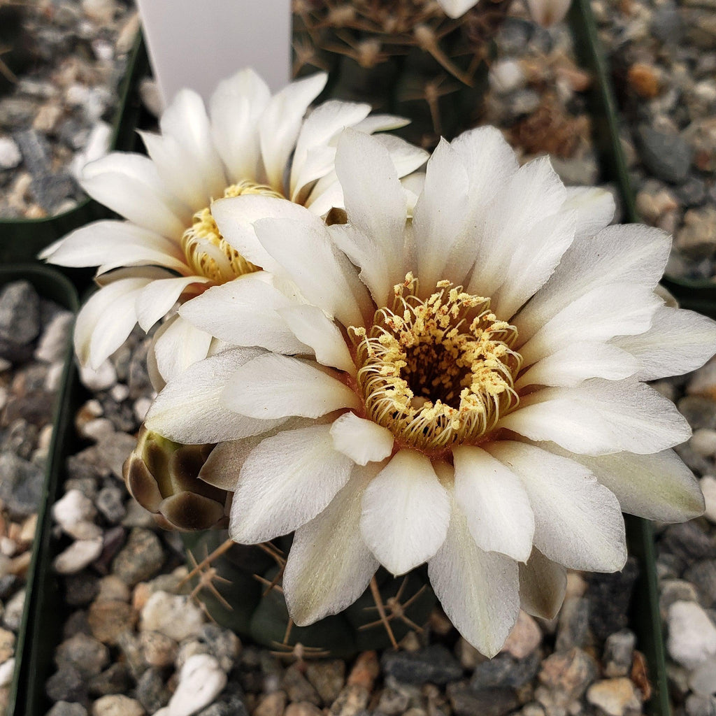 Gymnocalycium shroederianum longispinum