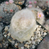 Peruvian Old Lady Cactus - Espostoa melanostele