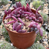 Ruby Necklace Plant &