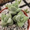 Crassula Moonglow