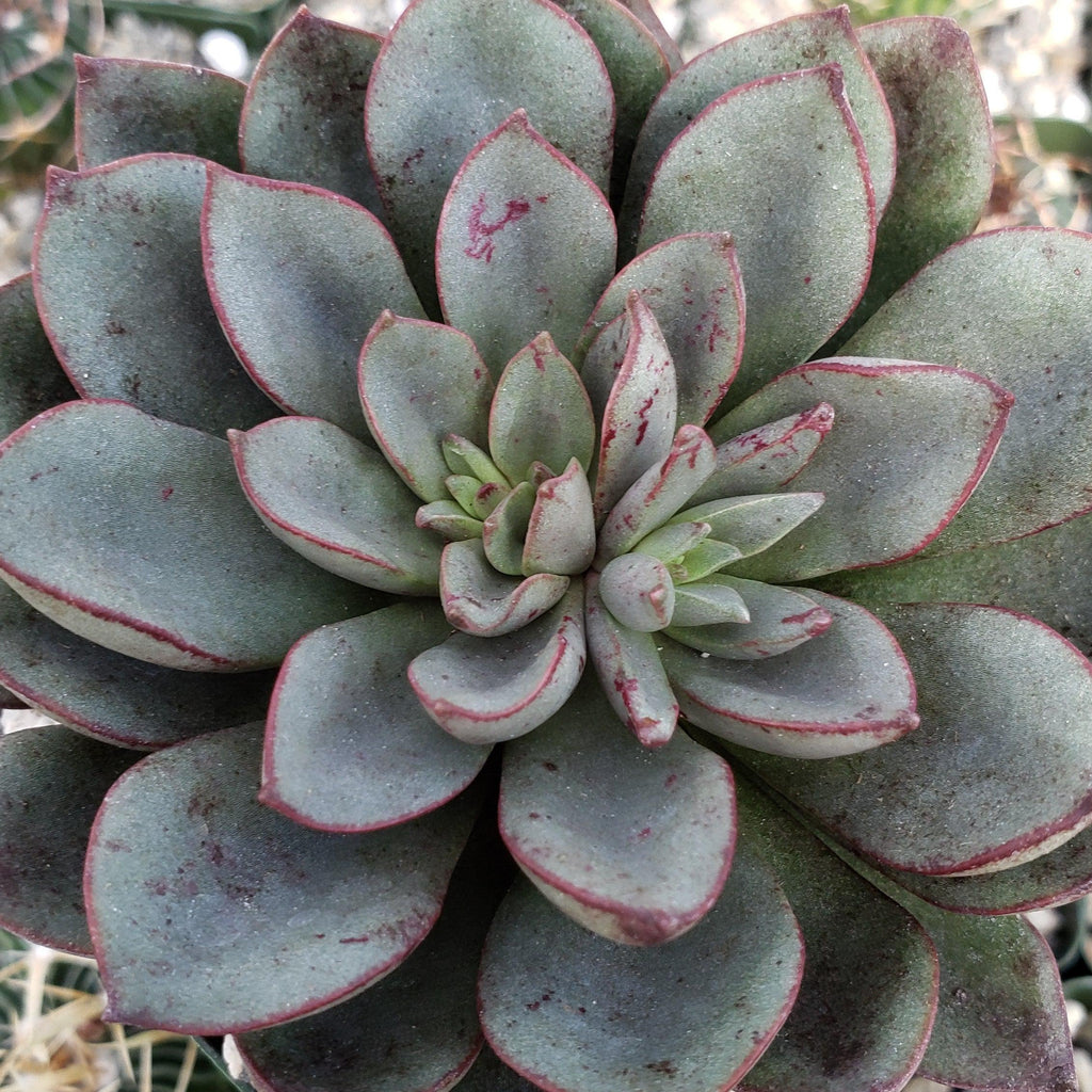 Echeveria moranii