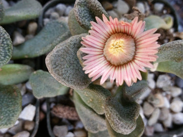 succulent with daisy like flowers Titanopsis fulleri – Planet Desert