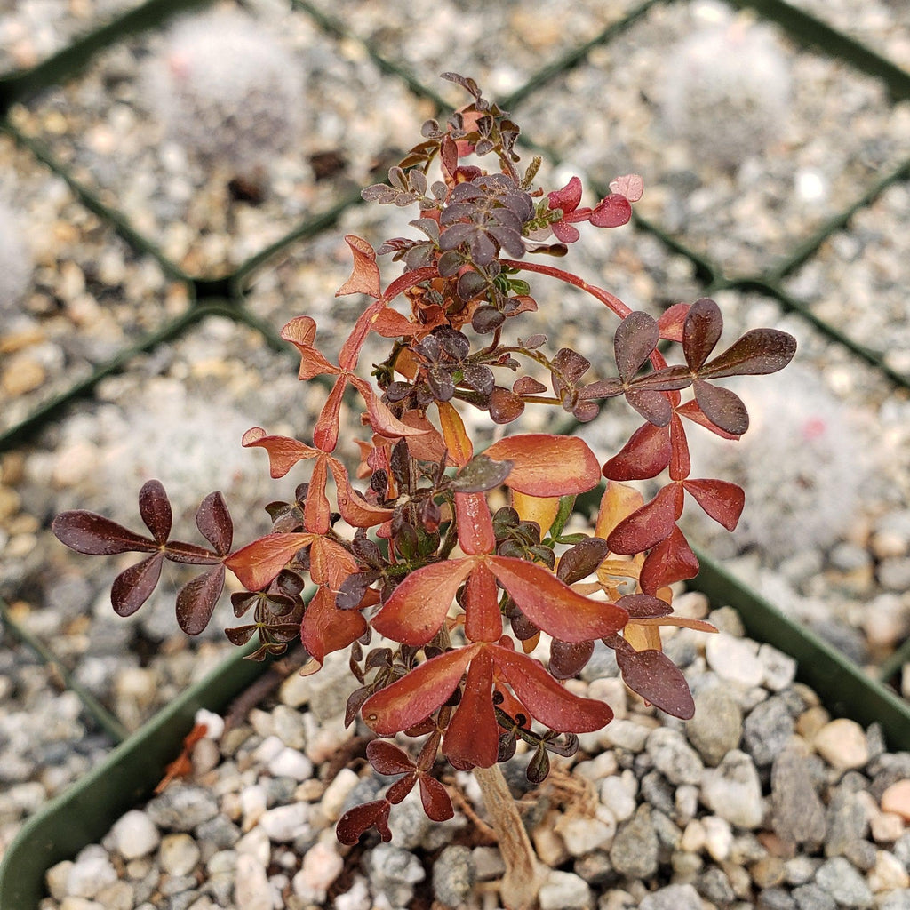 Operculicarya decaryi