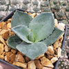 Agave Parryi Raulston