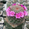 Mammillaria zeilmanniana