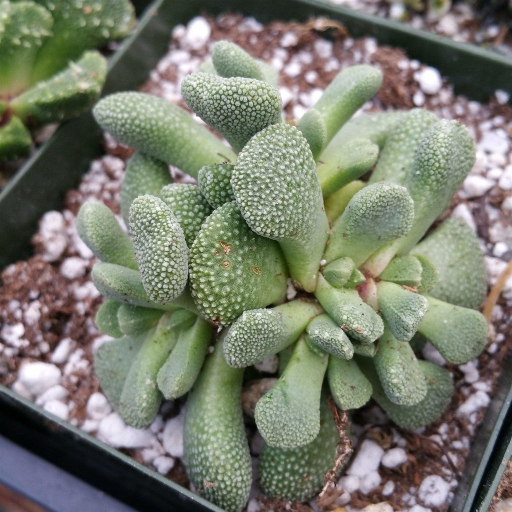 Aloinopsis luckhoffii