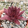 Sempervivum rojo red Hens and Chicks