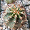 Echinocereus ochoterenae