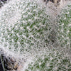 Mammillaria hahniana