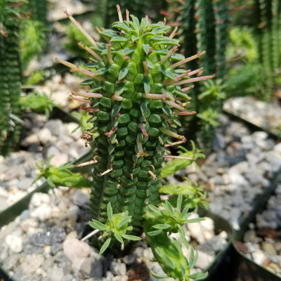 Euphorbia mammillaris corn cob
