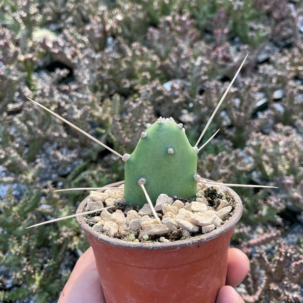 Opuntia quimilo pad cutting