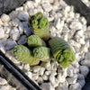 Crassula Columella