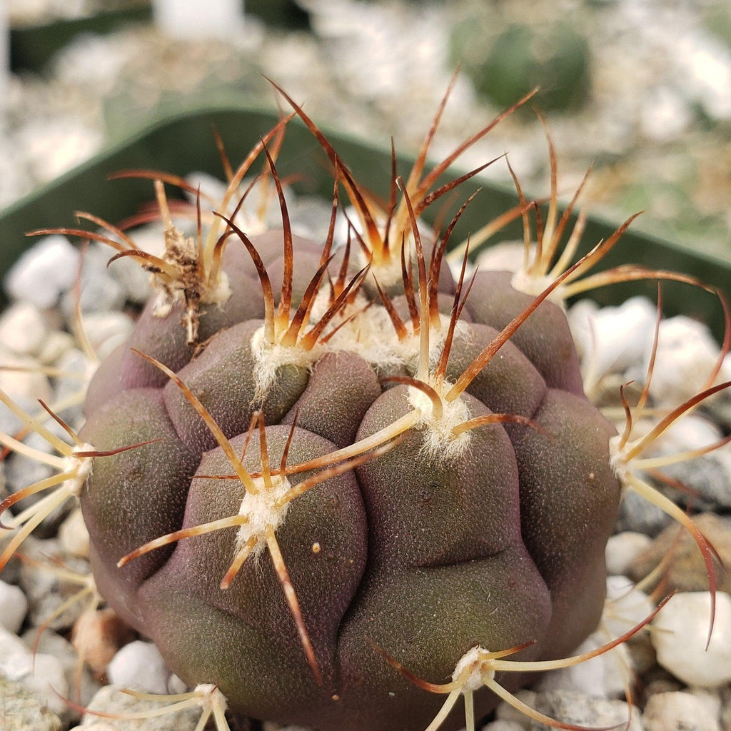 Gymnocalycium pflanzii albipulpa