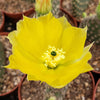 Opuntia microdasys Bunny Ears cutting