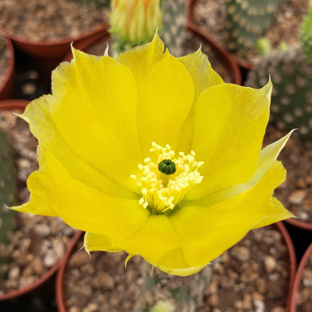 Opuntia microdasys Bunny Ears cutting
