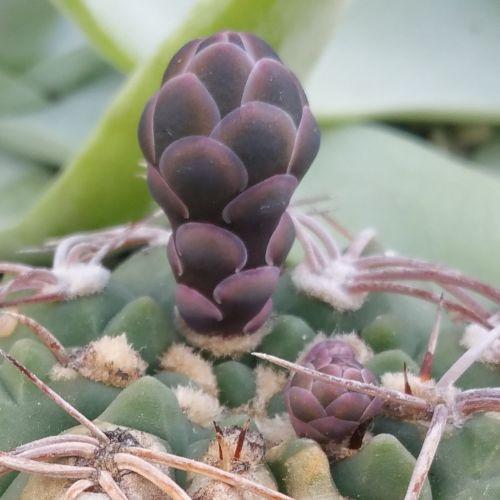 Gymnocalycium riojense
