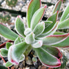 Ruby Slipper Succulent ‘Echeveria harmsii’