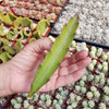 Hylocereus undatus Pitahaya Dragon Fruit cutting