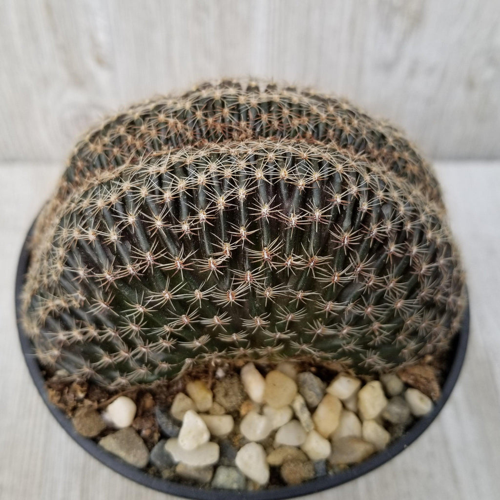 Lobivia famatimensis crest