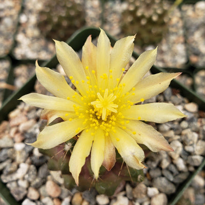 Copiapoa humilis paposoensis