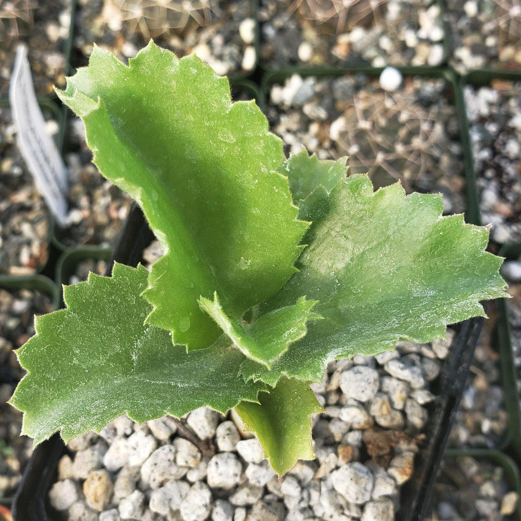 Cyphostema seitzianum